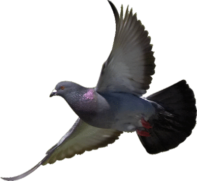 Flying Bird Placeholder